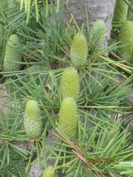 Cedrus libani 'Beacon Hill' — photo 4